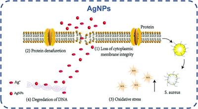 Research progress of stimulus-responsive antibacterial materials for bone infection
